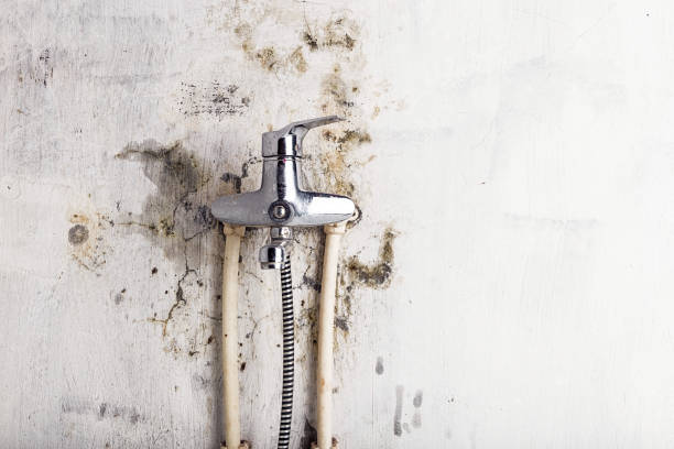 Best Local Mold Removal Service  in Bangor, PA