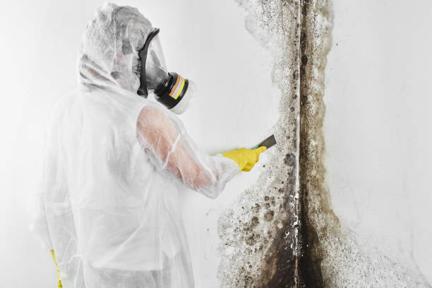 Certified Mold Removal in Bangor, PA