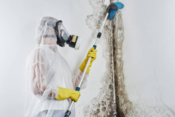 Best Mold Removal Company Near Me  in Bangor, PA