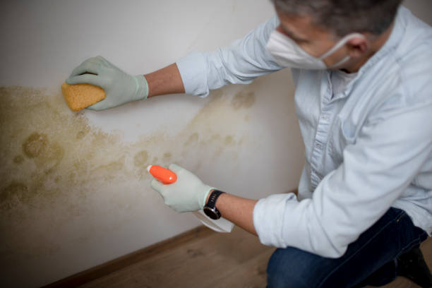 Trusted Bangor, PA Mold Removal Experts