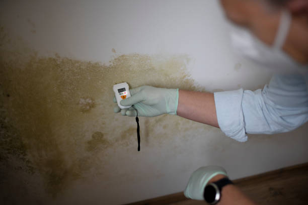 Best Same-Day Mold Removal  in Bangor, PA