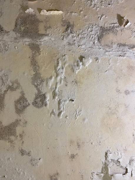 Best Fast Mold Removal  in Bangor, PA