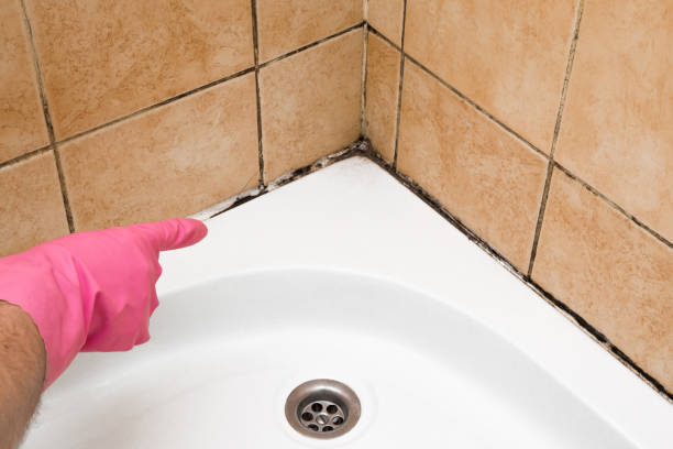 Best Residential Mold Removal  in Bangor, PA
